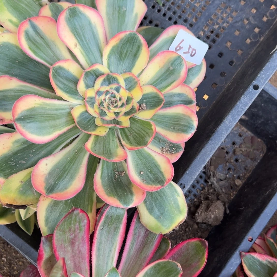 50王菲多肉多肉多肉