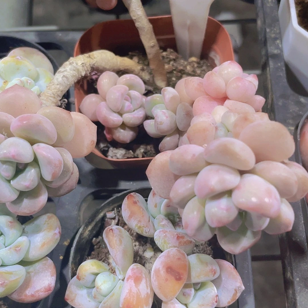 平***?白鹭w051一物一拍