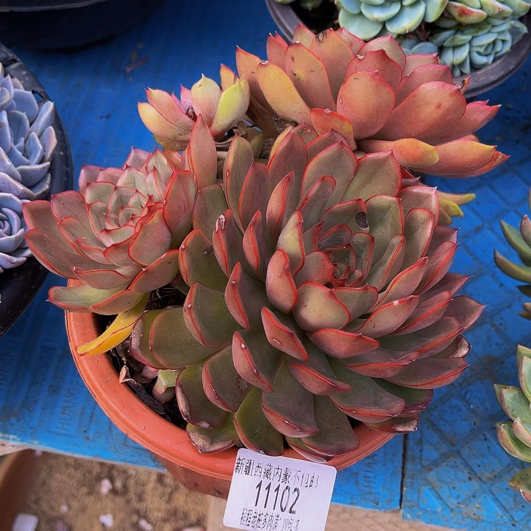 @***兰红茶11102多肉多肉