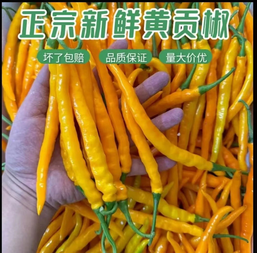 【京东直发】农家自种新鲜现摘黄贡椒肉质厚实餐饮调味优质小辣椒