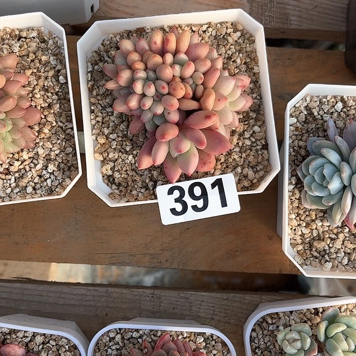 ?****a多肉植物一物一拍