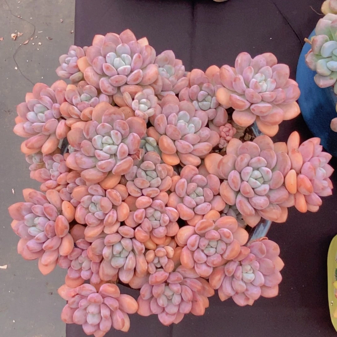 白鹭 一物一拍。