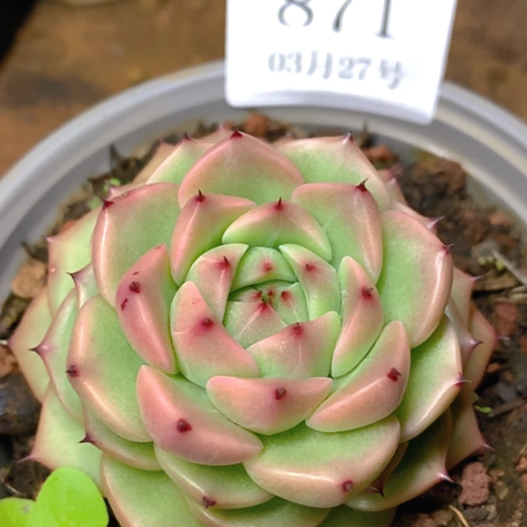 【闪购商品】云871号