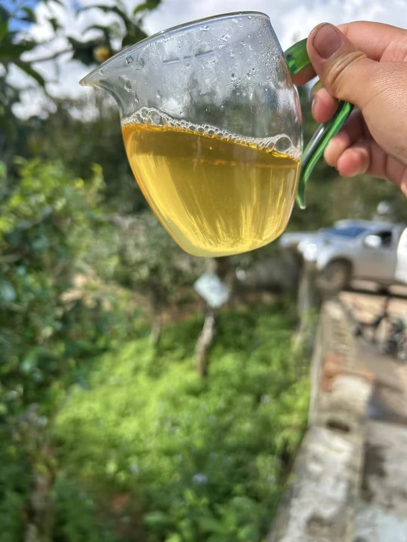 冰岛绿水塘古树茶普洱茶冰糖回甘耐泡