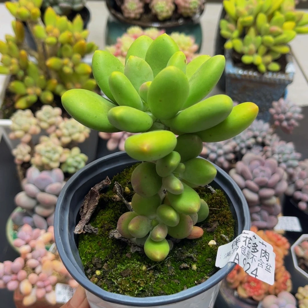 924芒果奶8cm多肉