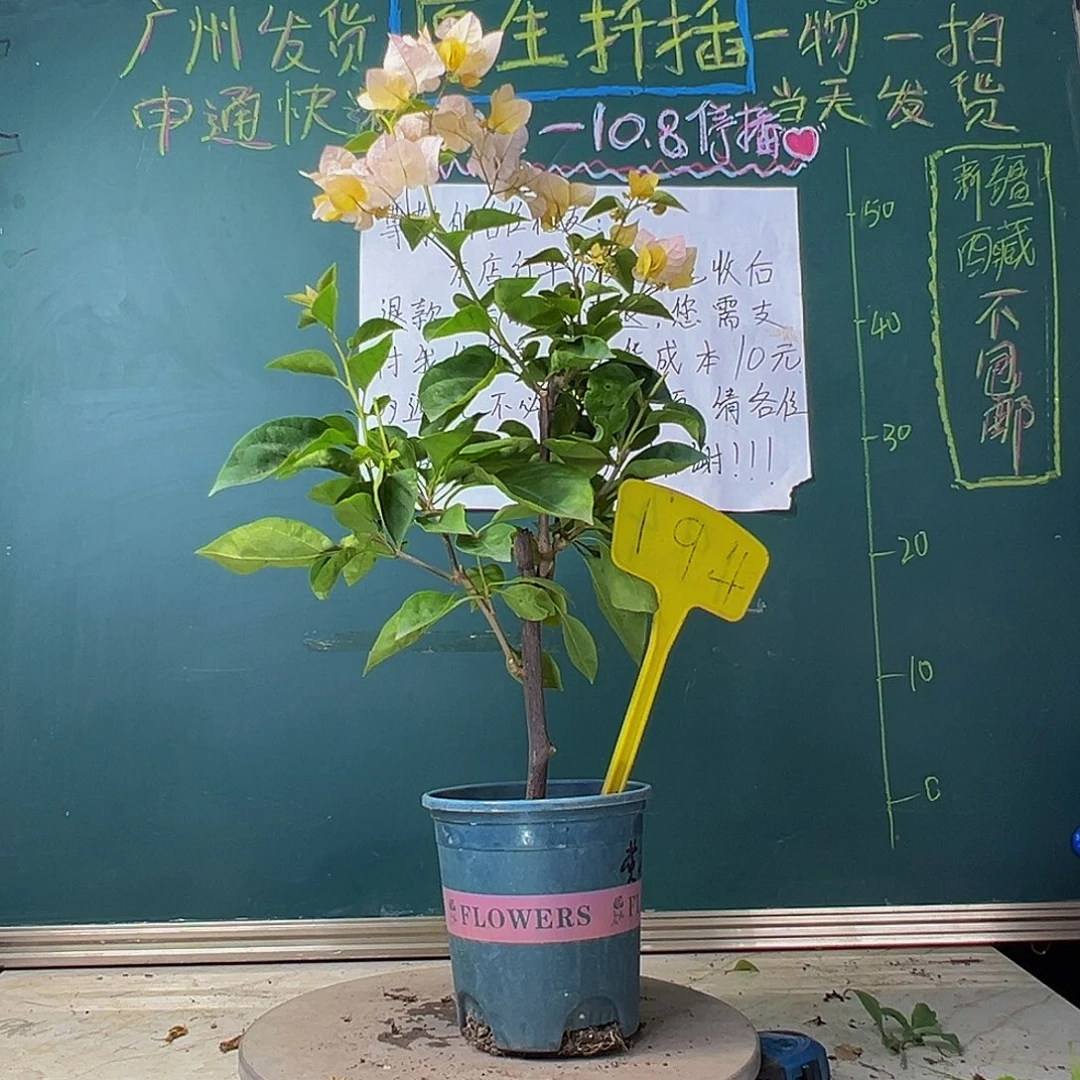 当前无花栽培后可以开花  黄玫瑰  194