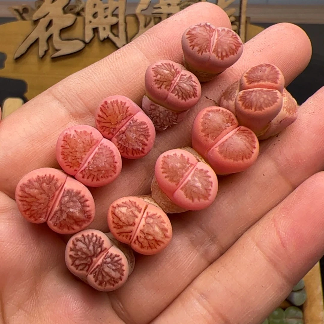 【闪购商品】00000001菊锦