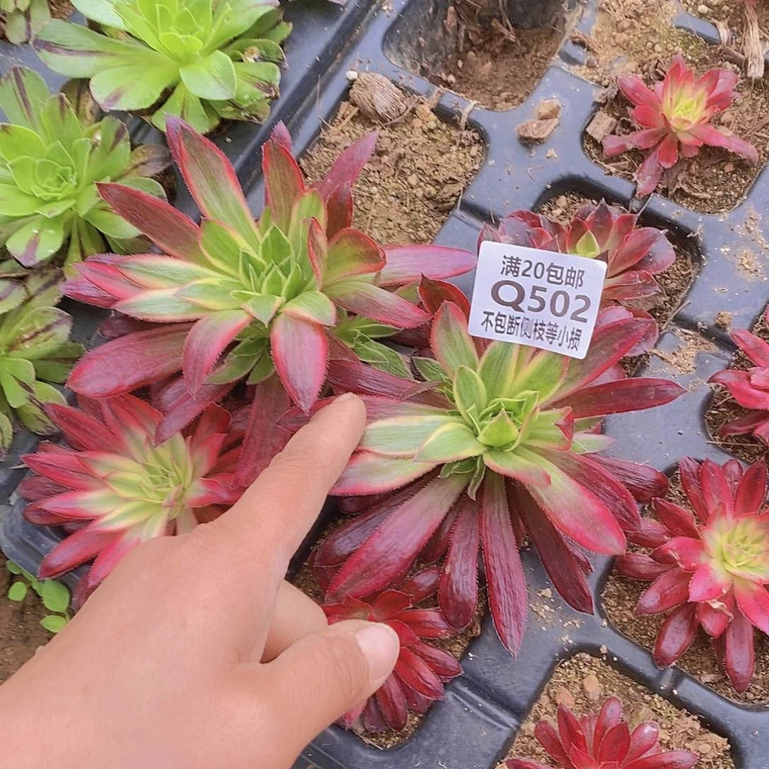 502惊鸿多肉法师锦量拍