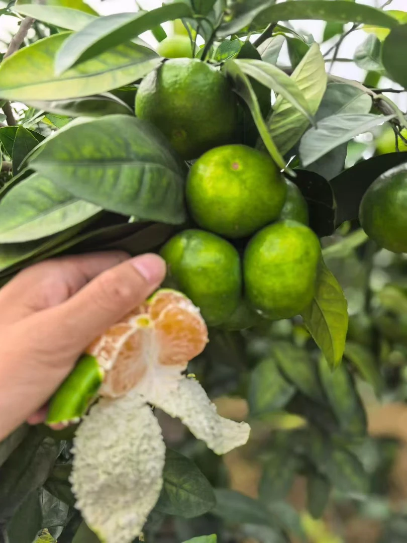 正宗江西赣南寻乌蜜桔皮薄酸甜多汁10斤装柑橘子孕妇当季新鲜水果