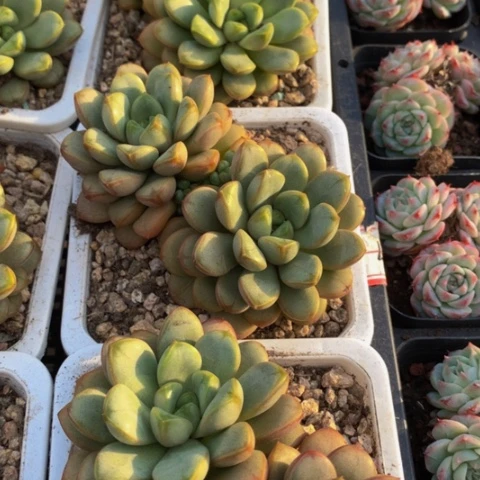 葡萄。