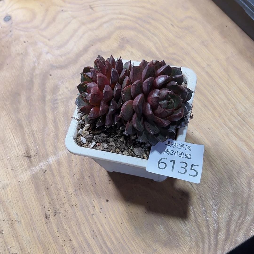 9号可*屁我们的确是一6135