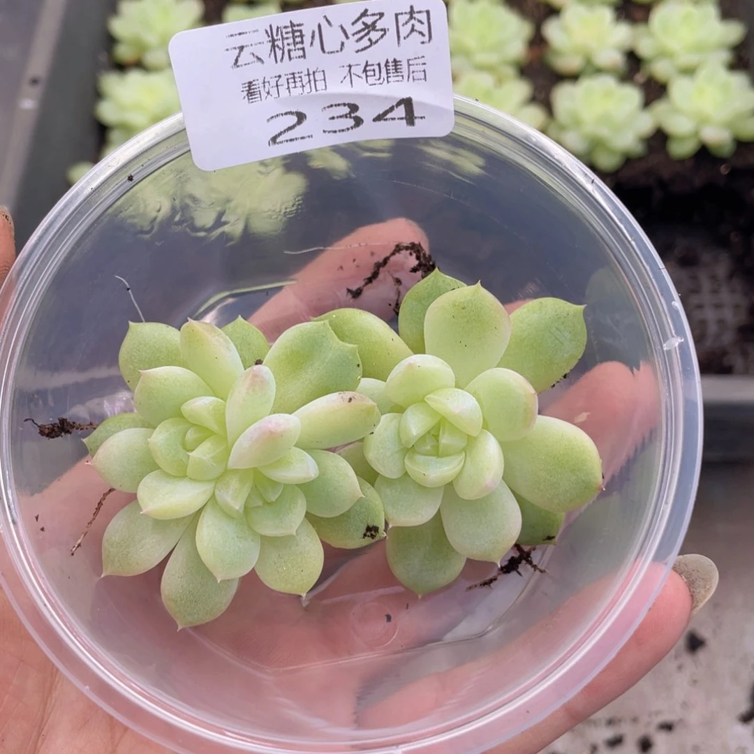 云糖心多肉植物234
