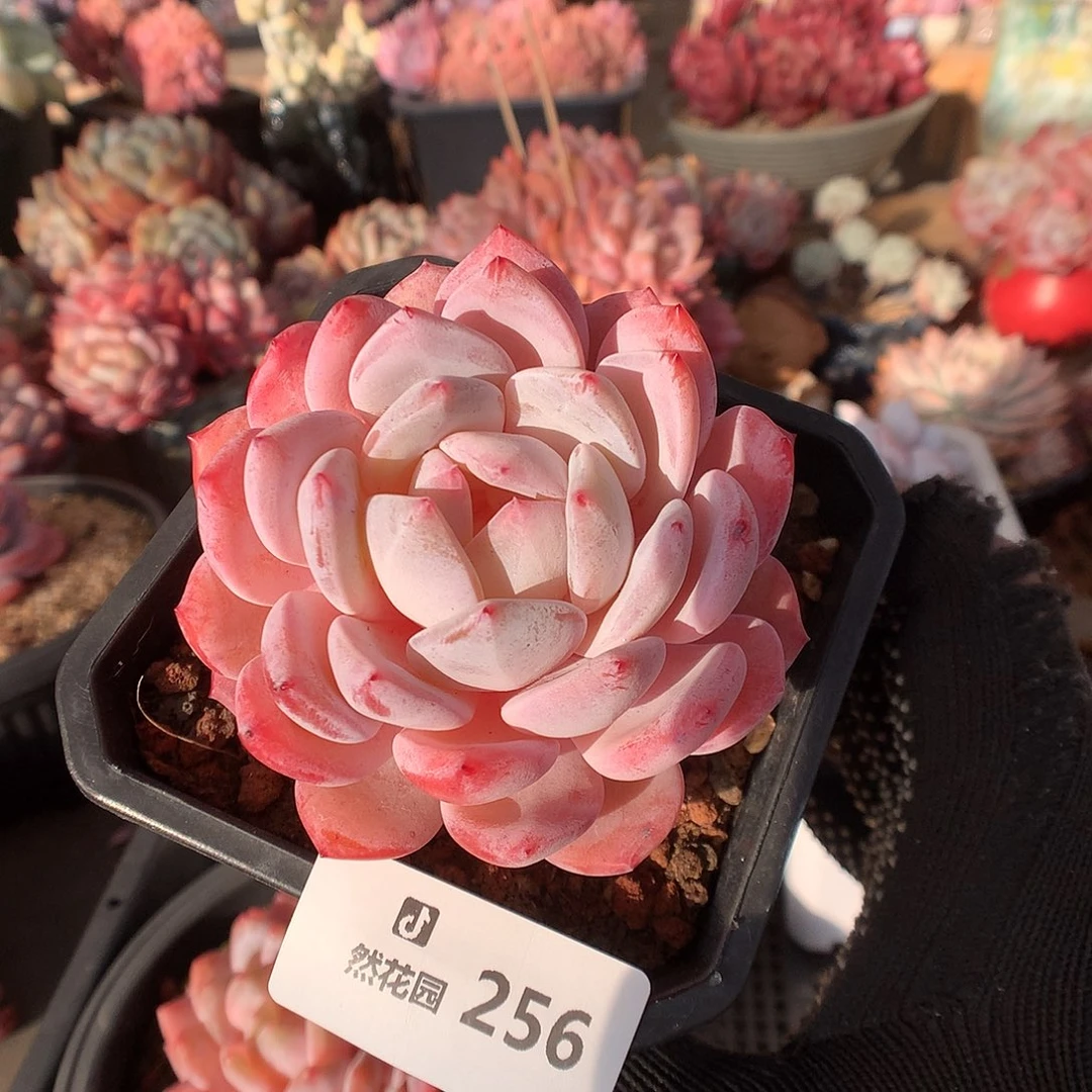 256雪天使多肉植物6666