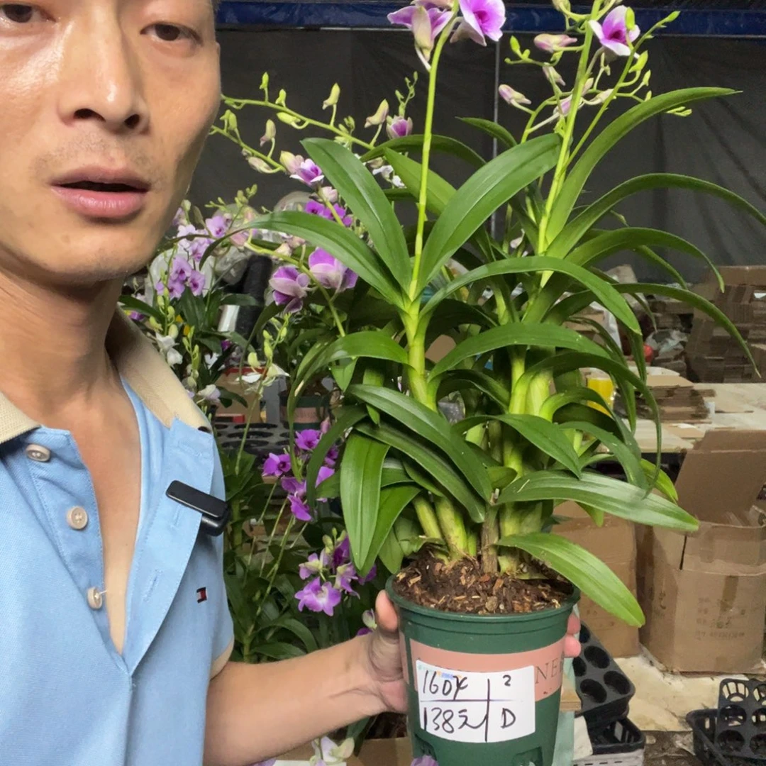 丽***超大部分花苞少量开放秋石斛粉泼墨7支花种好