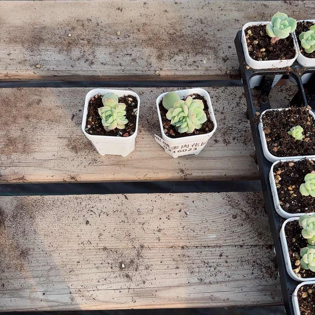 0216-023荔枝3头多肉