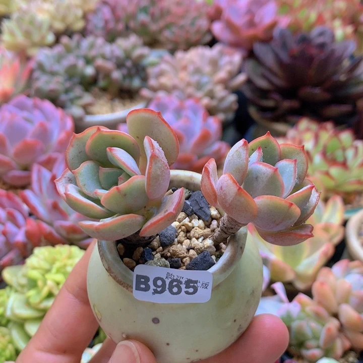 一物一拍含盆土满38包邮B965