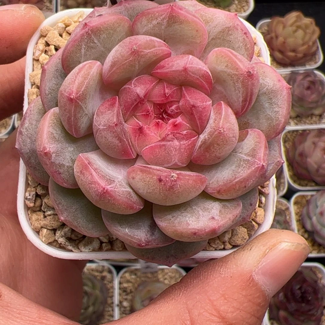 523 多肉植物组合