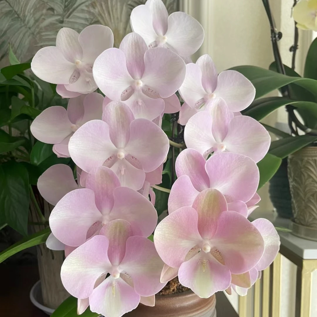 蝴蝶兰威尼斯鲜花绿植兰花