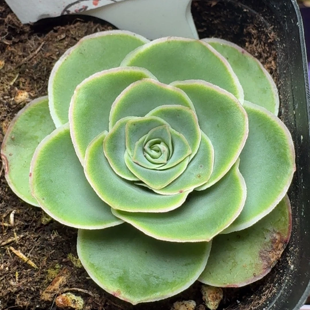 楹楹-349冠幅  3CM