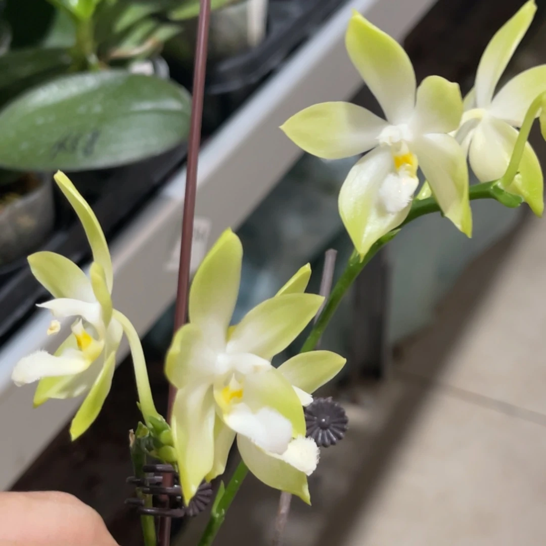 完全开放绿铁爪-1187