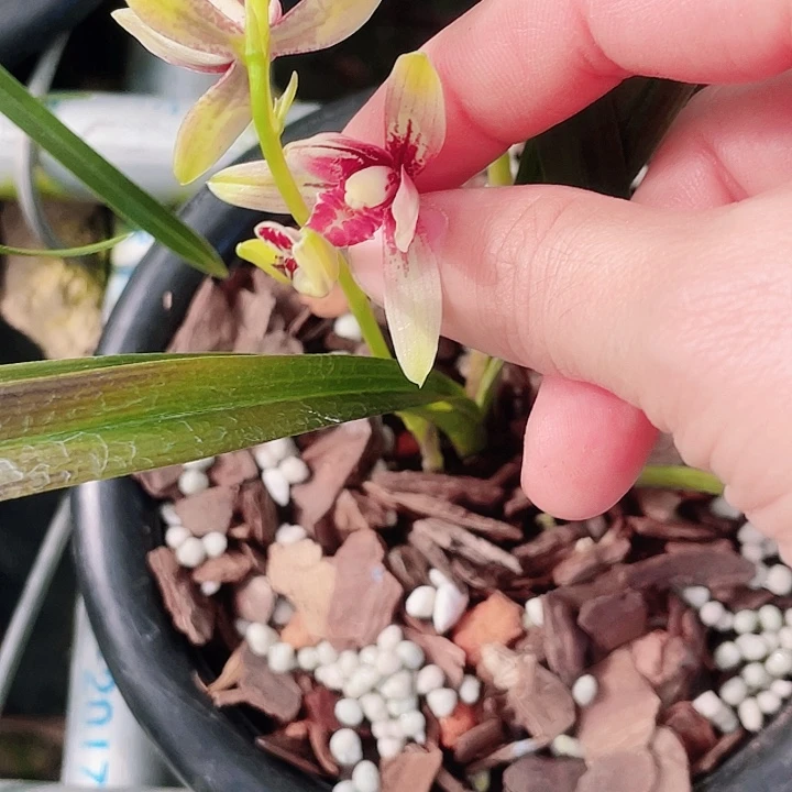建兰至尊红颜兰花60