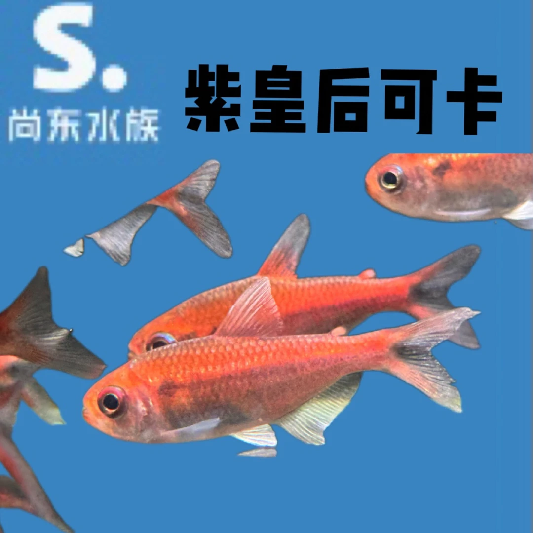【小谢水族】紫皇后可卡