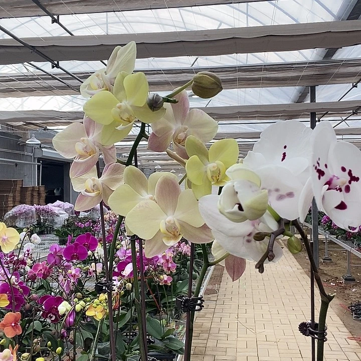 完全开放白月光三花剑白鹭2颗鲜花