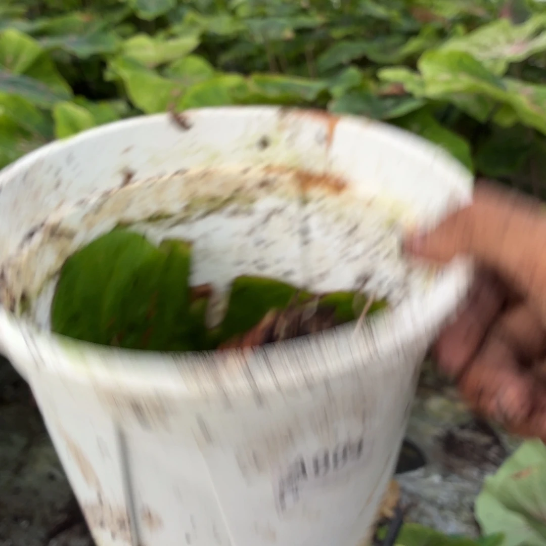 啧***啧大部分开放少量花苞丹霞