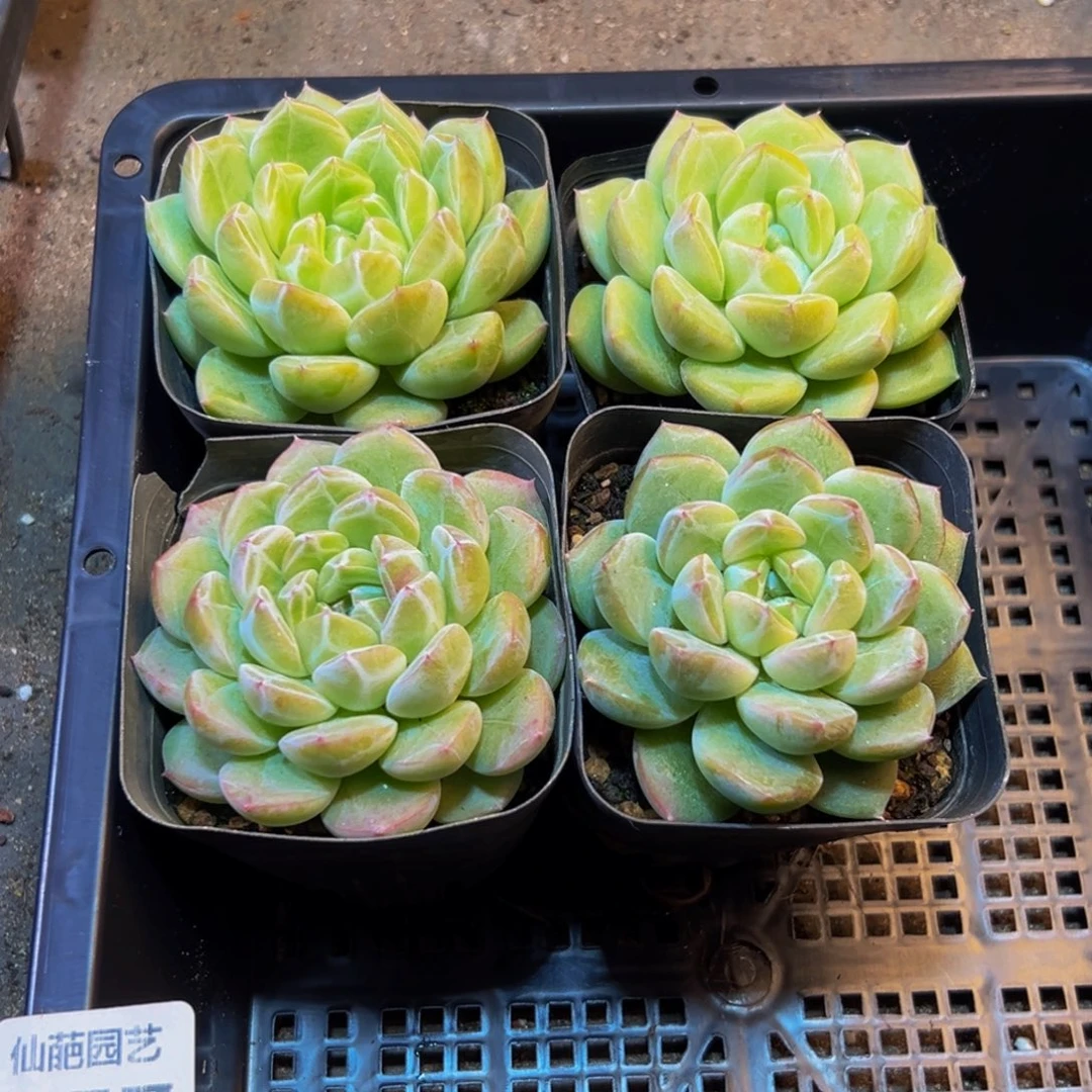 小***吖357多肉植物的生长发育w