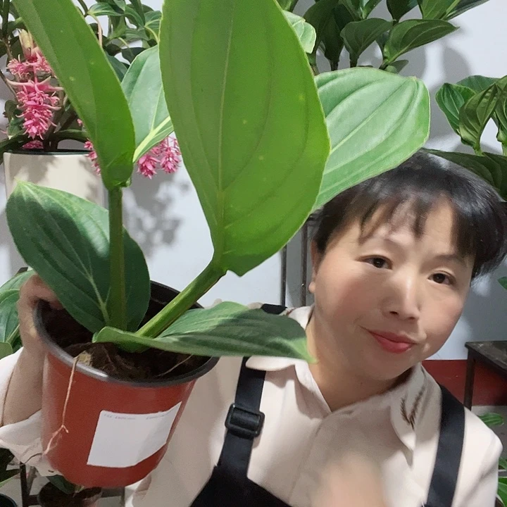 无花朵宝莲灯开花开花