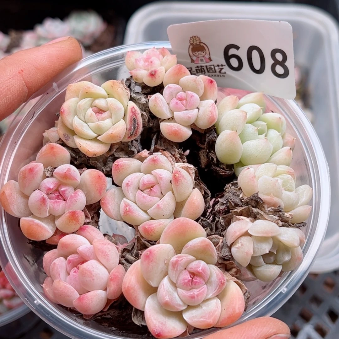 多肉植物多肉植物