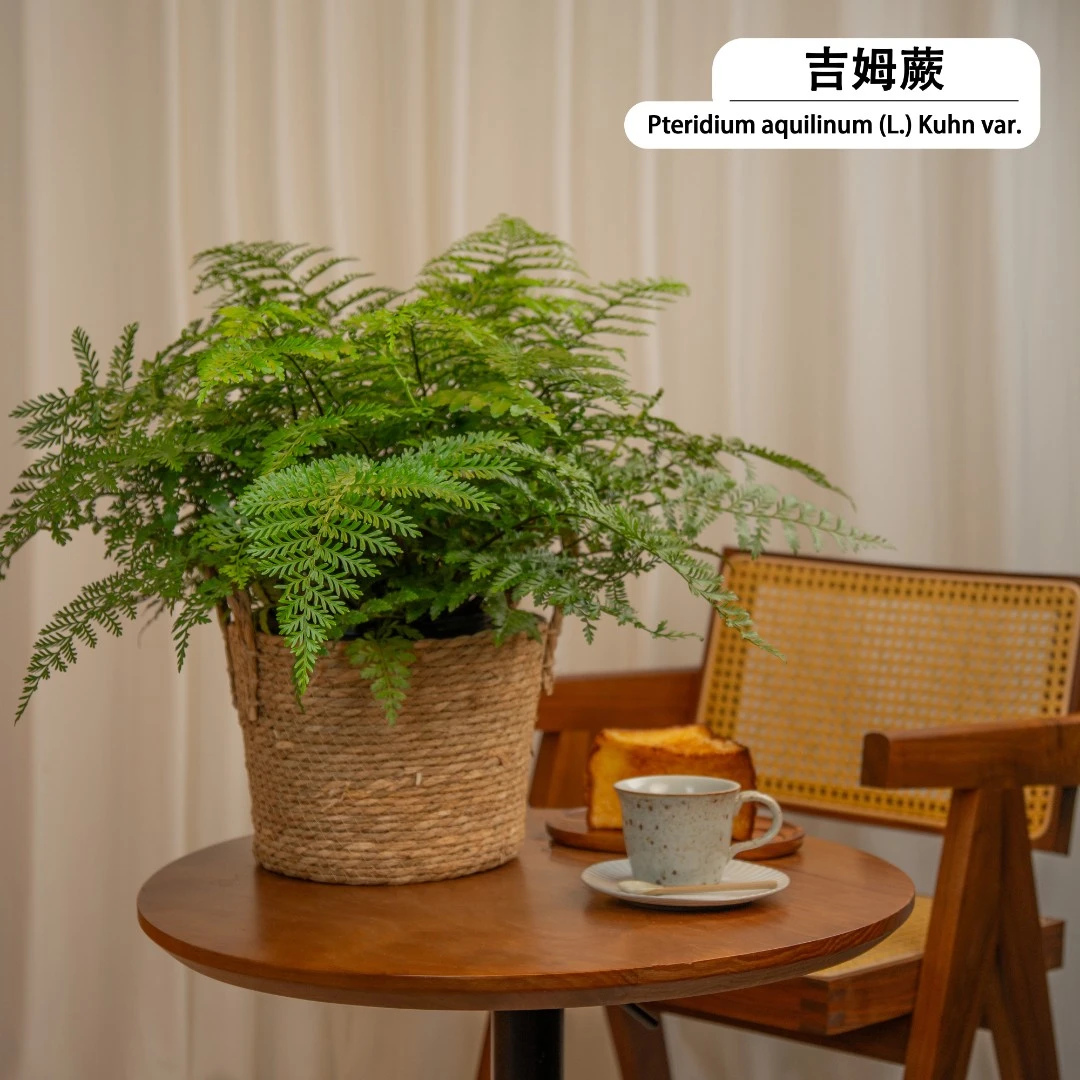 特大号吉姆蕨层次分明点缀家居环境蕨类改善室内空气质量