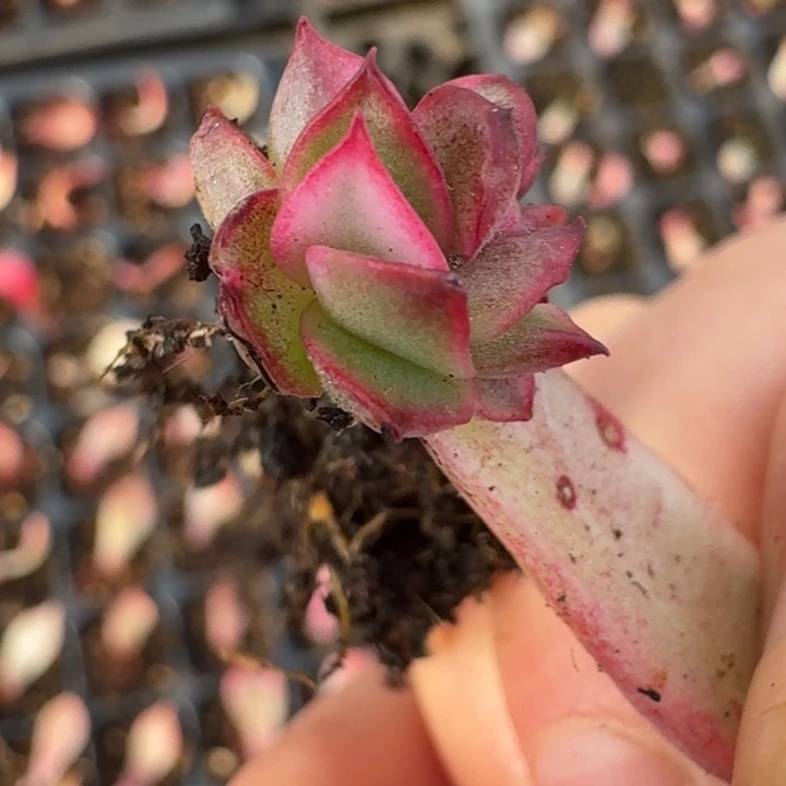 佛洛瑞安娜一物一拍4