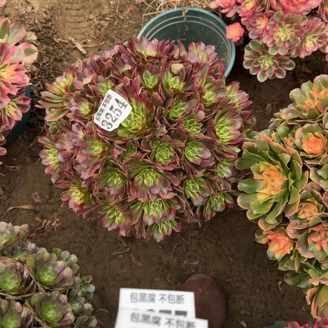 法师安娜18-10 3254