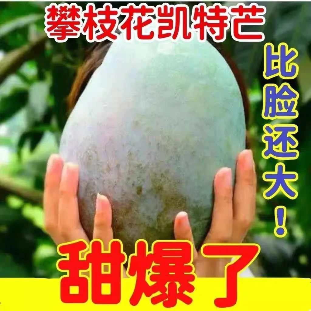四川攀枝花凯特芒果大果新鲜水果批发整箱攀枝花凯特大芒果