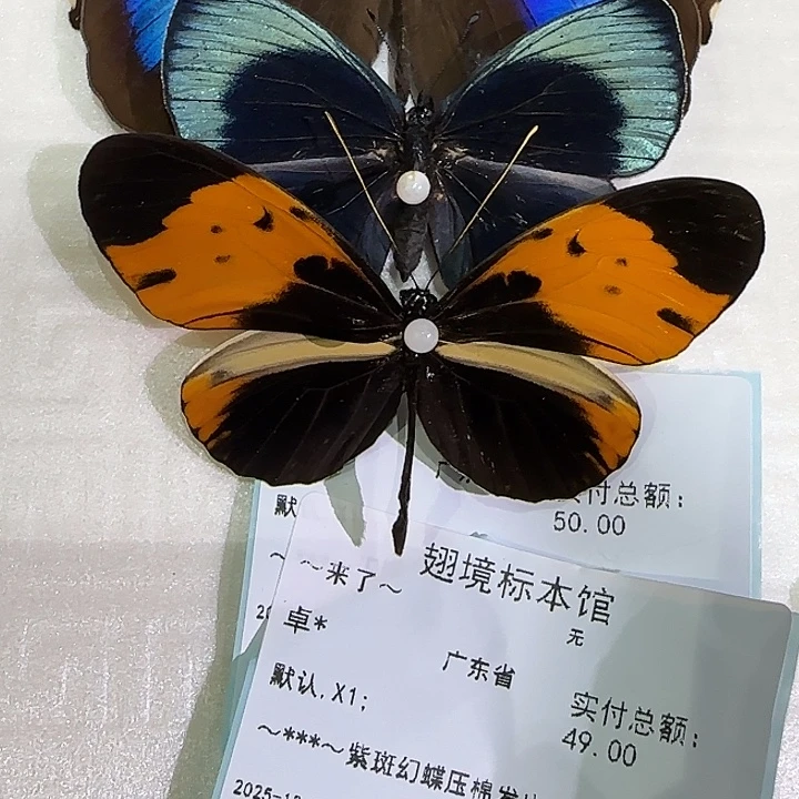 ～***～羽衣袖蝶蝴蝶标本专拍