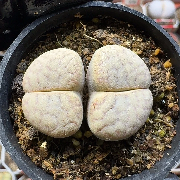 生石花1111111。  55