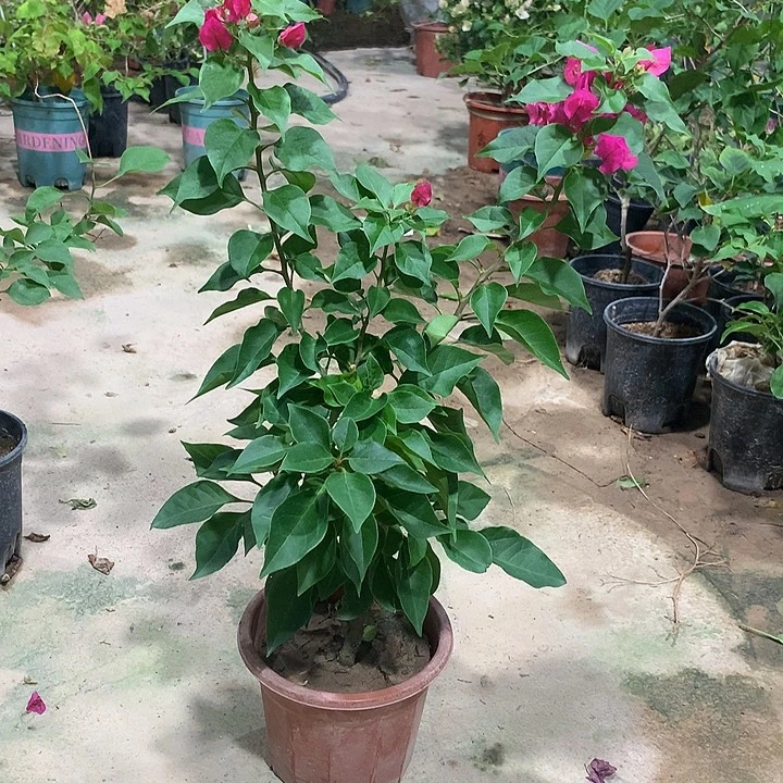 当前无花栽培后可以开花娜紫