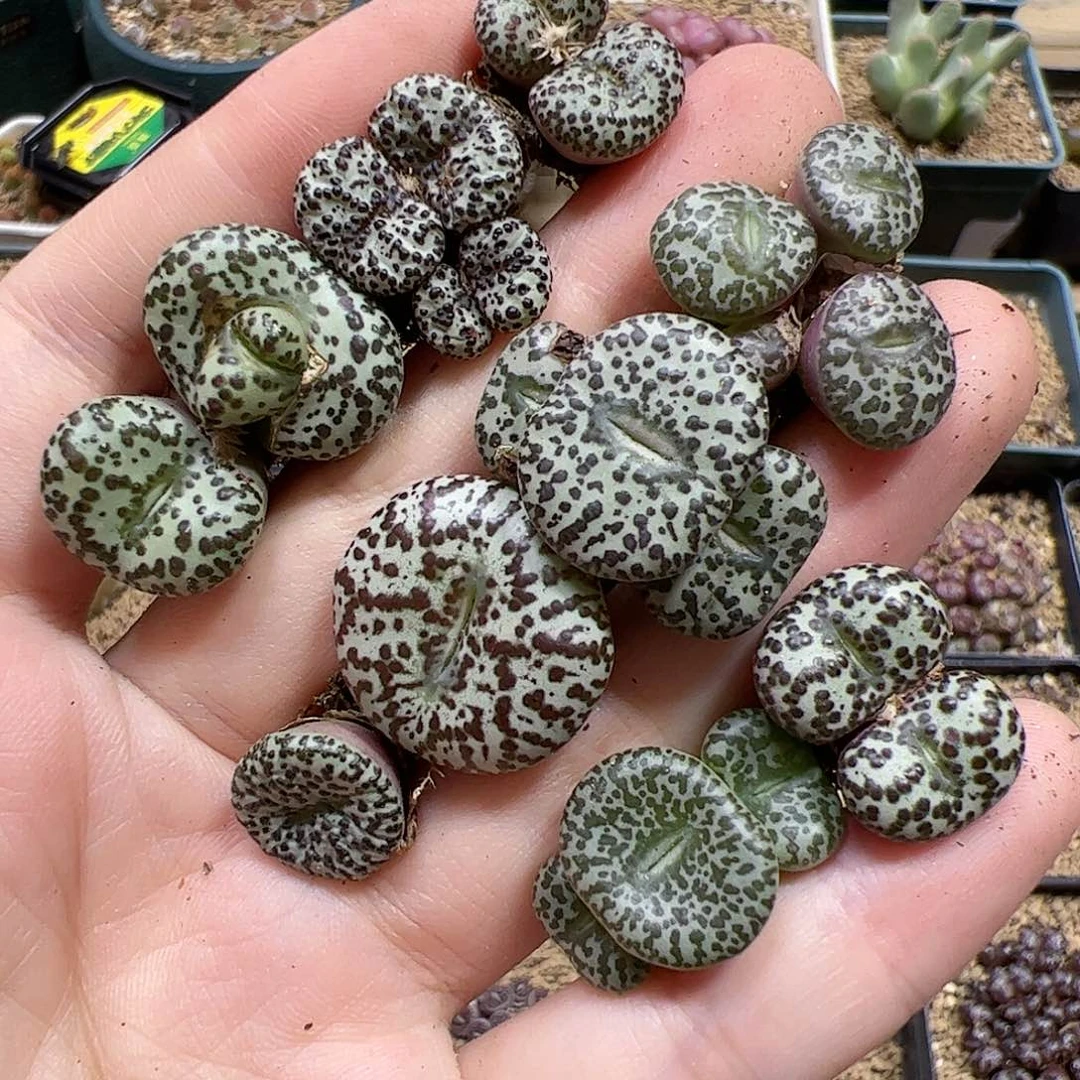 【闪购商品】85 秒