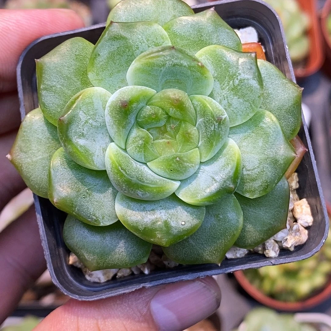 无尽灯30包邮非偏远