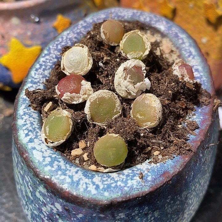 哈默灯泡一颗。