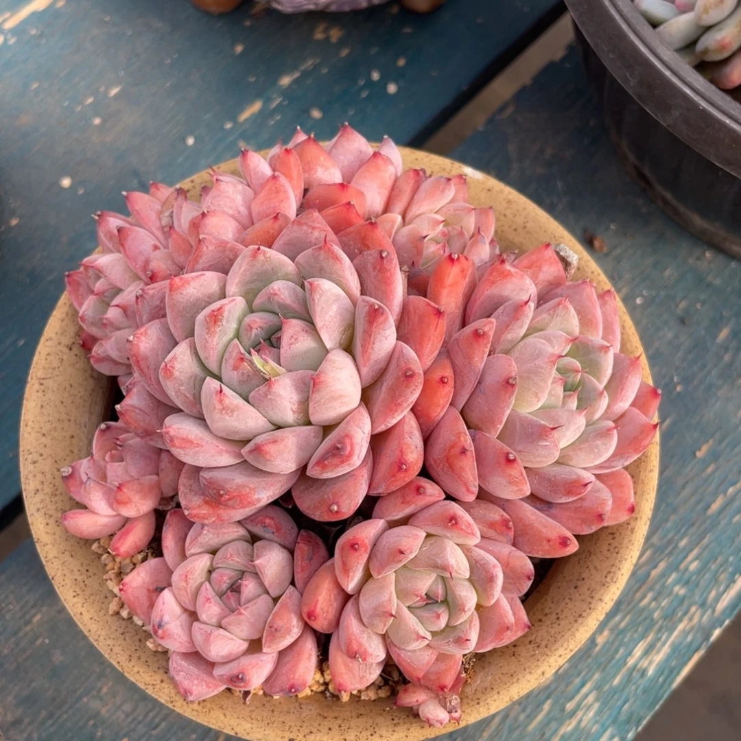 阿尔巴佳人群生多肉