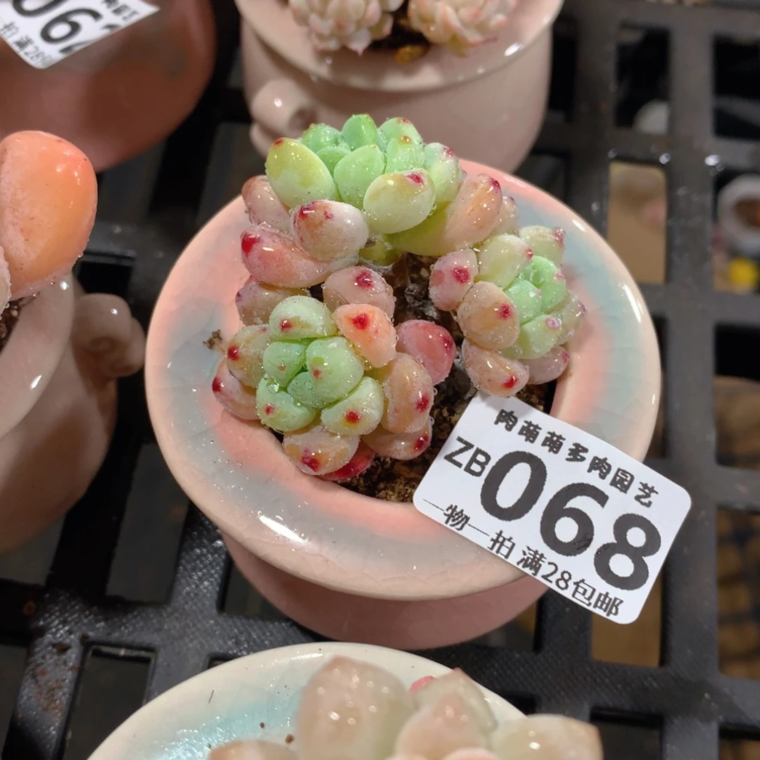 肉萌萌拇指盆精控多肉ZB068