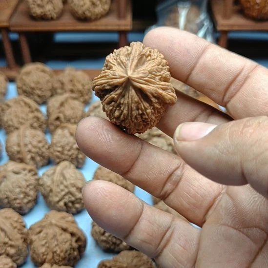 月***呀完全开放南疆石核桃