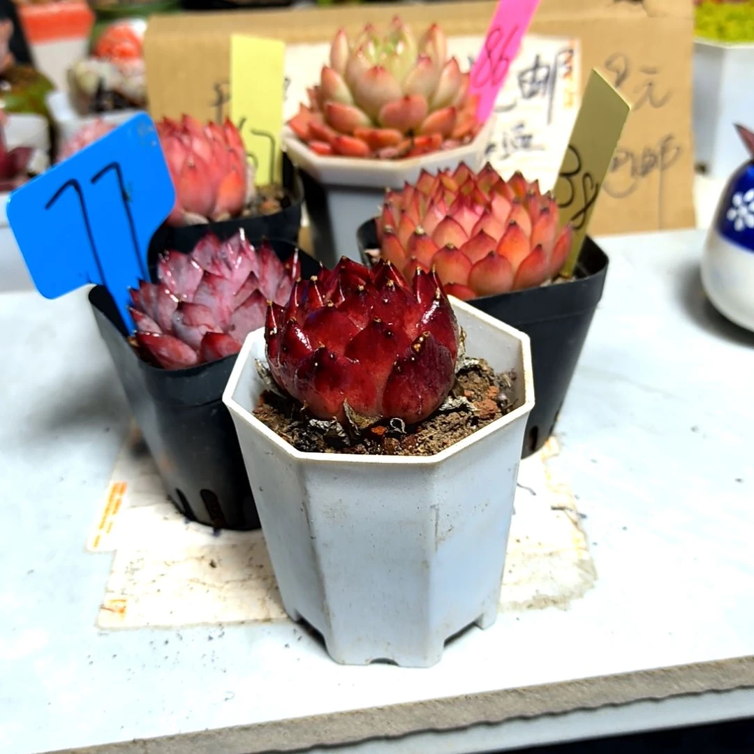 不****魚满9元包邮，五颗绝绝子一物一拍主播