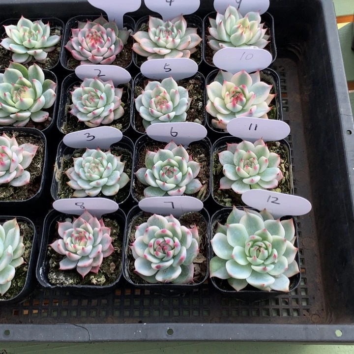 星*吉娃娃锦12颗锦上园艺一物一拍