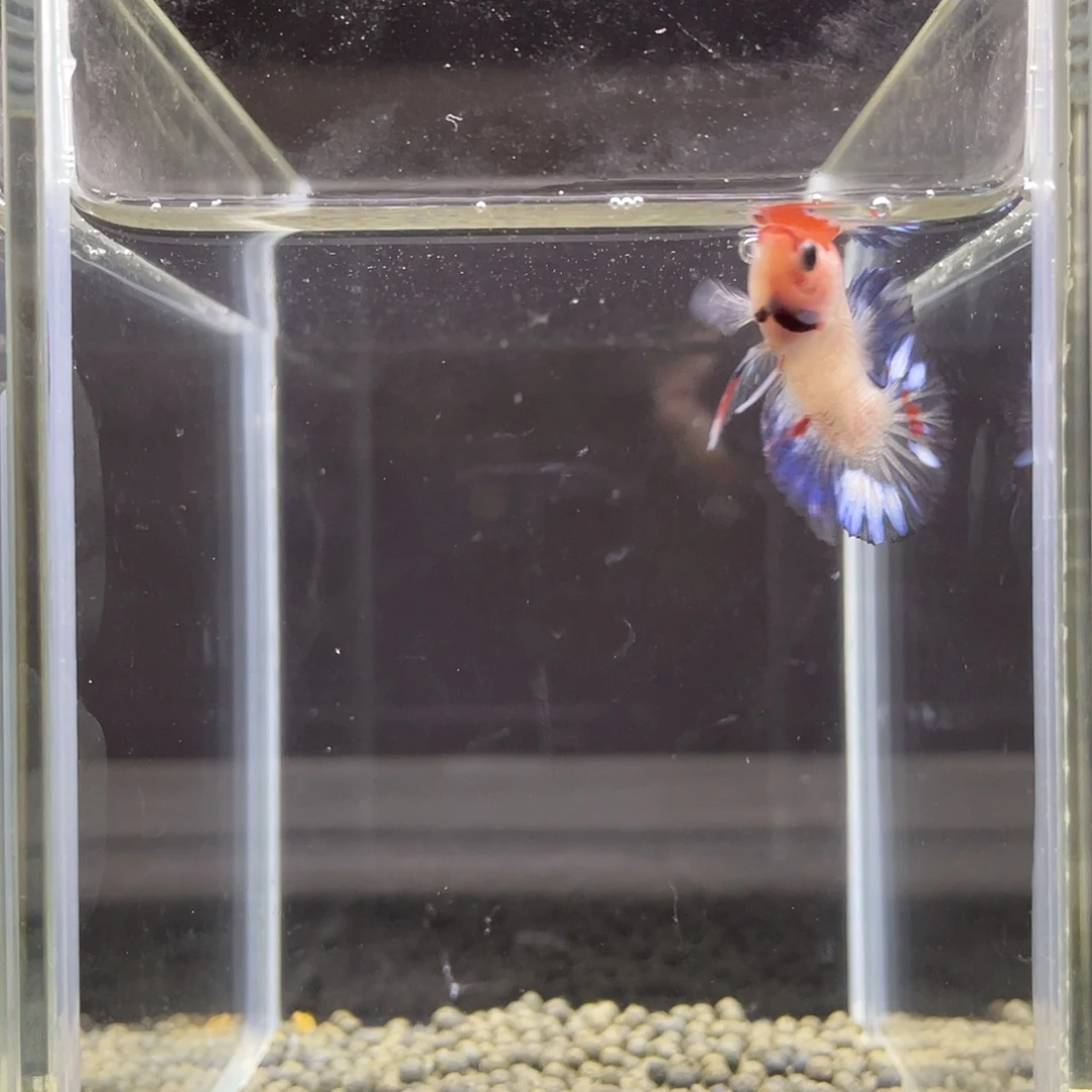 斗鱼36号aoc月光蓝公