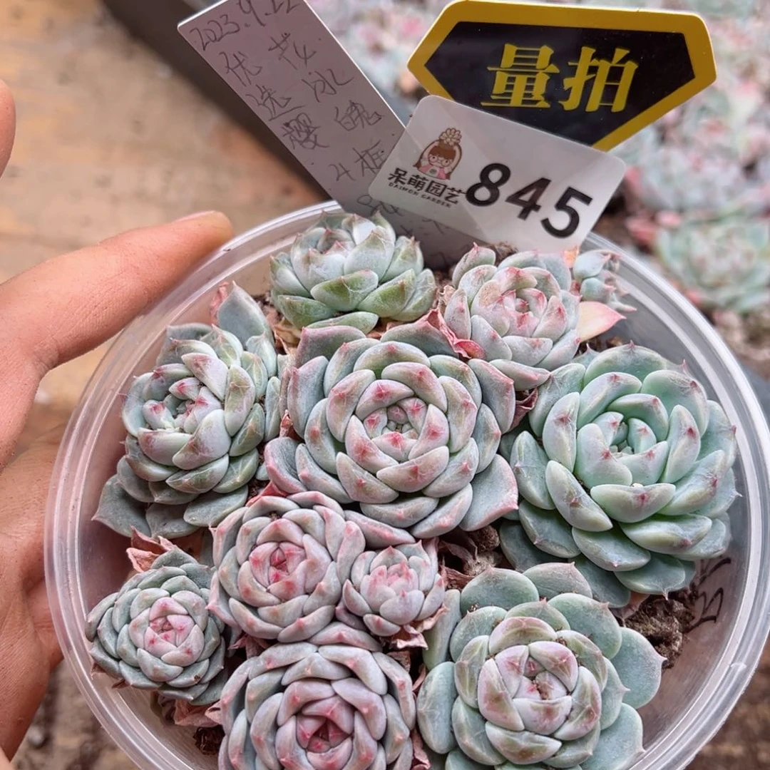 多肉植物多肉植物