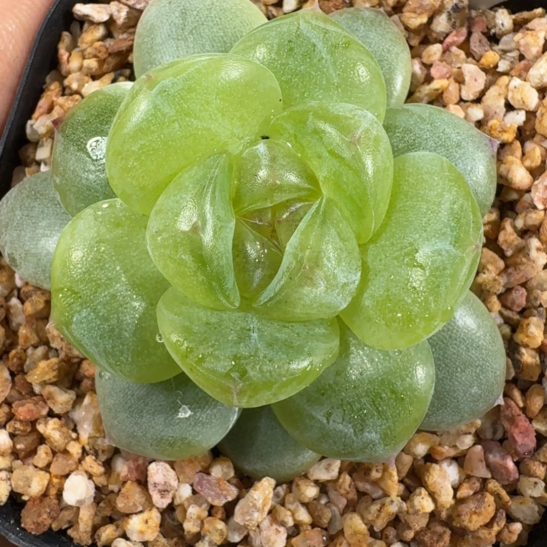 0829-22-0031单头一颗