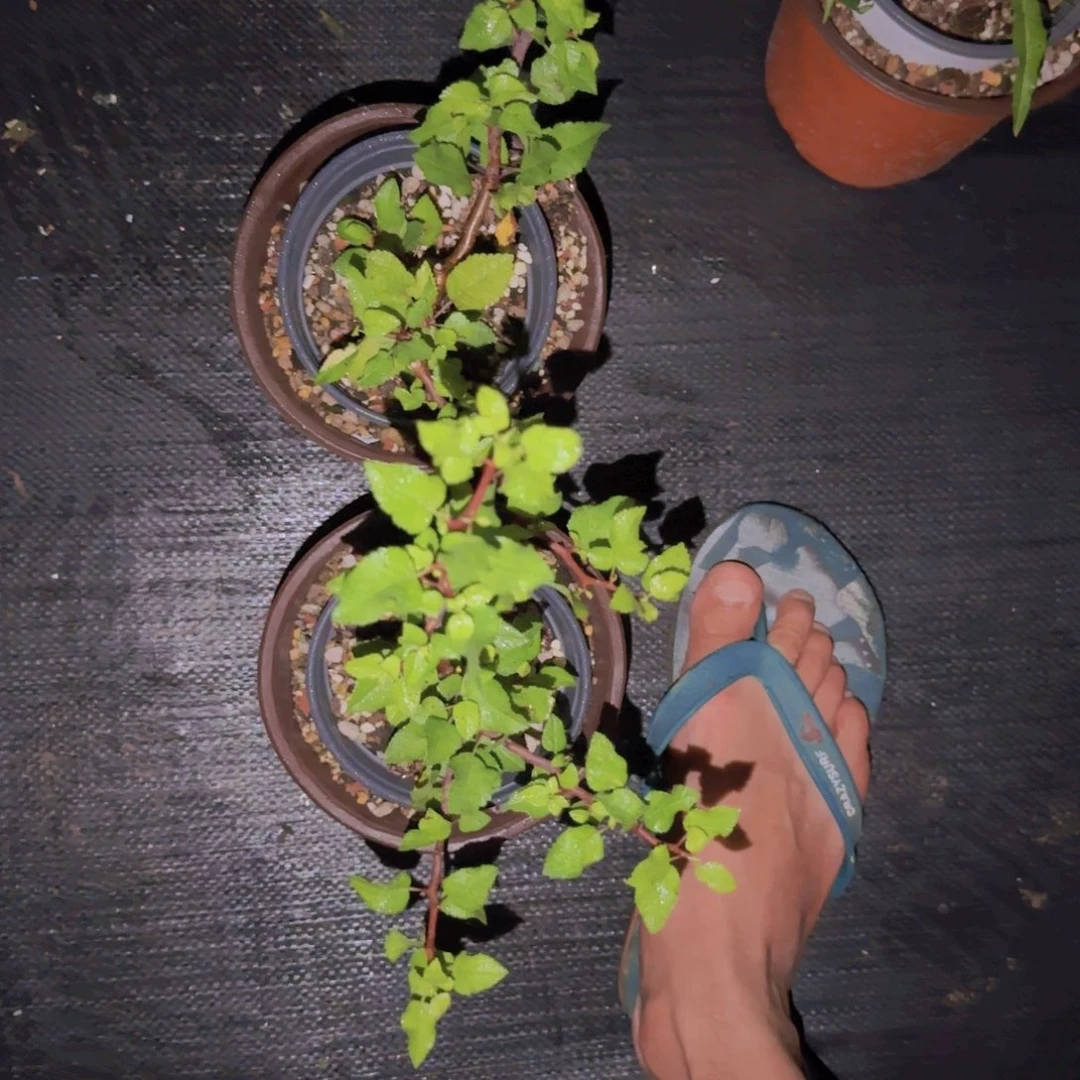 K***g块根植物块根植物